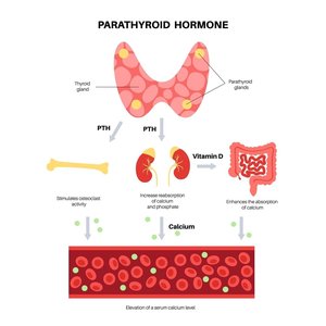 Parathyroid hormone regulation of calcium