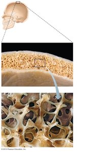 Flat bone structure with spongy bone between compact layers