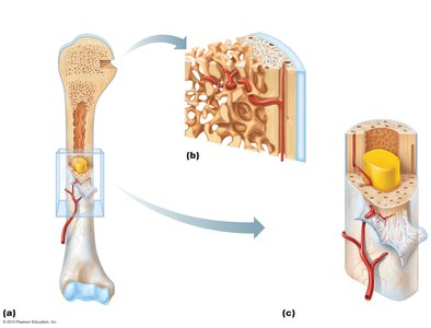 Bone cross-section showing marrow and blood vessels