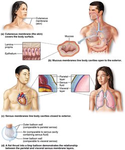 Diagram of cutaneous, mucous, and serous membranes