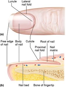 Structure of the nail and nail bed