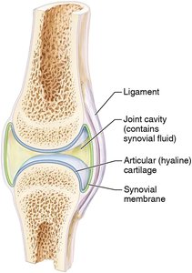 Structure of a synovial joint with synovial membrane