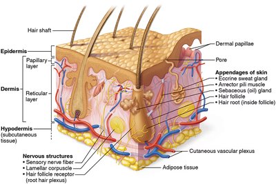 Cross-section of skin showing epidermis, dermis, and hypodermis