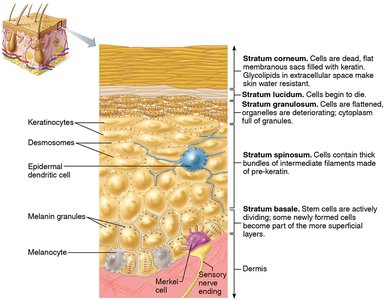 Diagram of epidermal layers and cell types
