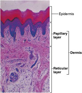 Histological section of skin showing papillary and reticular layers