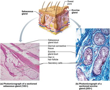 Photomicrographs of sebaceous and eccrine glands