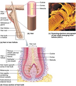 Structure of hair and hair follicle