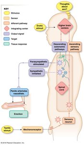 Neural pathways of the erection reflex