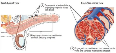 Vascular changes during erection