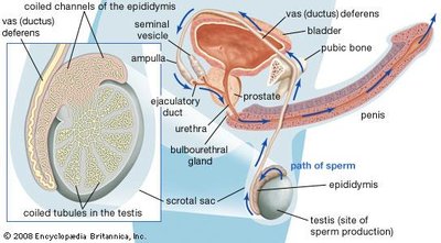 Pathway of sperm during emission and ejaculation