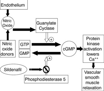 Mechanism of action of sildenafil (Viagra)