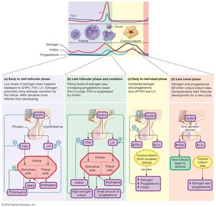Hormonal regulation of the menstrual cycle