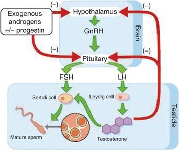 Hormonal regulation of male fertility