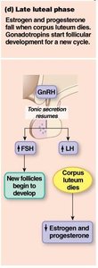 Late luteal phase hormonal feedback
