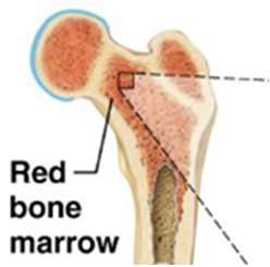 Red bone marrow location