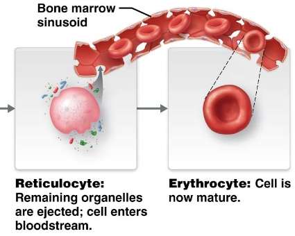 Stages of erythropoiesis from stem cell to proerythroblast