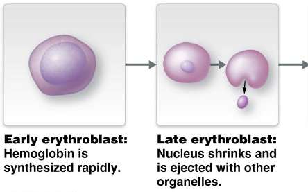 Reticulocyte to mature erythrocyte transition