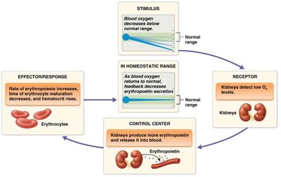 Regulation of erythropoiesis by erythropoietin