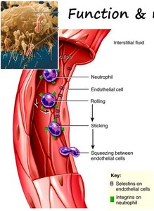 Types of leukocytes: neutrophil, basophil, eosinophil, monocyte, lymphocyte