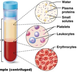 Centrifuged blood sample showing plasma, platelets, leukocytes, and erythrocytes