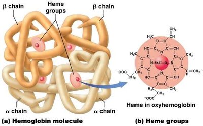 Hemoglobin molecule and heme group structure