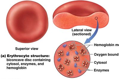 Erythrocyte structure: biconcave disc with hemoglobin