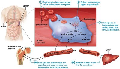 Hemoglobin breakdown and recycling in spleen and liver