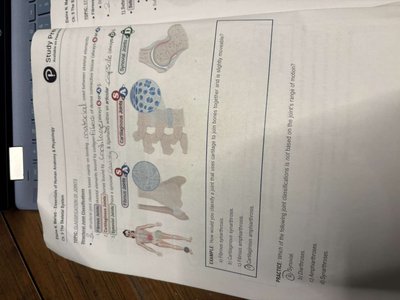 Cartilaginous joints: synchondroses and symphyses