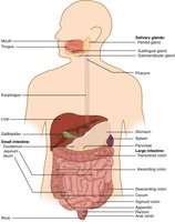 Digestive system organs