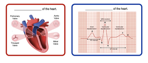Comparison of anatomy and physiology of the heart