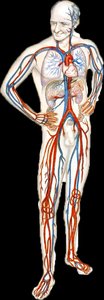 Diagram of the human cardiovascular system showing arteries and veins