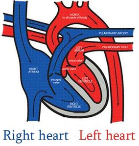 Diagram showing right and left sides of the heart and their circulations