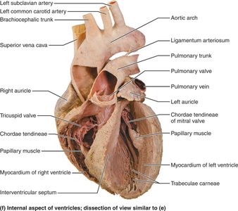 Gross anatomy of the heart, internal aspect of ventricles