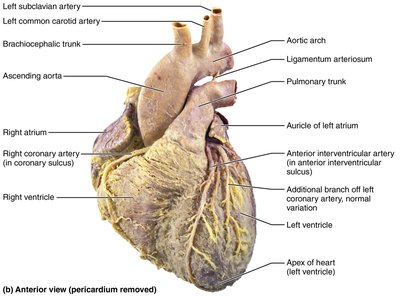 Gross anatomy of the heart, anterior view
