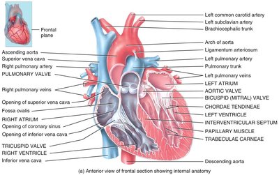 Diagram of heart valves and their positions