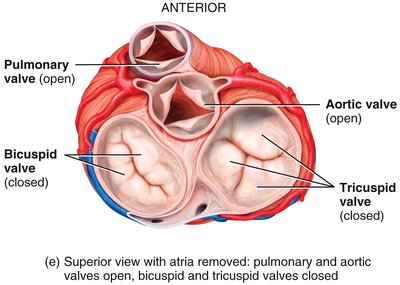 Valves closed: pulmonary and aortic closed, AV open