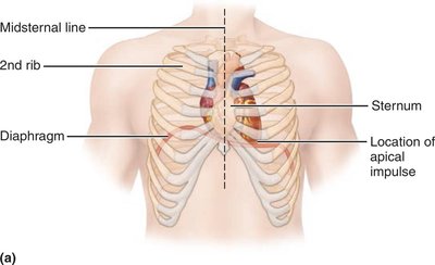 Anterior view of the thorax showing the location of the heart relative to the ribs and sternum