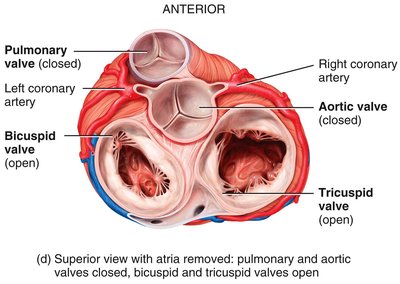 Superior view of heart valves, showing open and closed positions