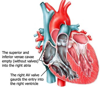 Diagram showing missing heart valves between vena cava/pulmonary veins and atria