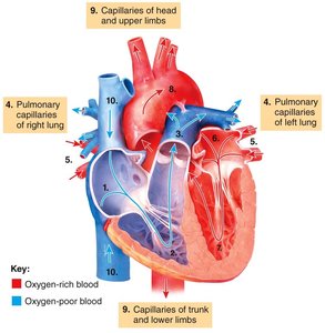 Path of blood flow through the heart and body