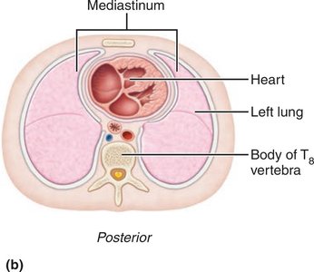 Transverse section of the thorax showing the mediastinum and heart position