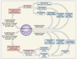 Integration of Fluid Volume Regulation and Sodium Ion Concentrations