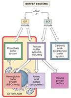 Buffer Systems in Body Fluids