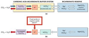 Carbonic Acid-Bicarbonate Buffer System
