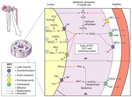 Kidney tubules and pH Regulation