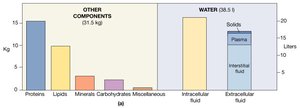 Composition of the Human Body