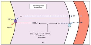 Kidney tubules and pH Regulation cellular mechanisms