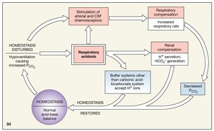 Respiratory Acid-Base Regulation: acidosis response