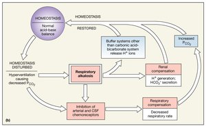 Respiratory Acid-Base Regulation: alkalosis response