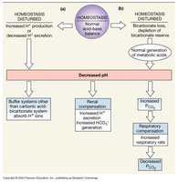 Response to Metabolic Acidosis